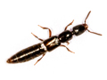 Gyrohypnus angustatus